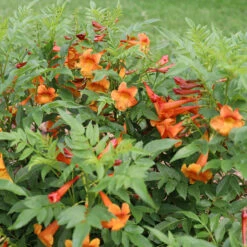 Chicklet™ Orange Trumpet Bush 9 Chicklet™ Orange Trumpet Bush -Great Garden Plants chicklet orange 2 sq