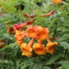 Chicklet™ Orange Trumpet Bush -Great Garden Plants chicklet orange 3 sq