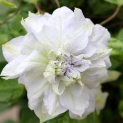 'Diamond Ball' Clematis 8 'Diamond Ball' Clematis -Great Garden Plants clematis diamond ball 3 sw