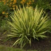 'Color Guard' Yucca 2 'Color Guard' Yucca -Great Garden Plants color guard yucca
