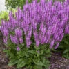 Color Spires® 'Back To The Fuchsia' Salvia -Great Garden Plants color spires back to the fuchsia salvia 3