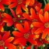 'Ladybird' Tickseed -Great Garden Plants coreopsis ladybird 1