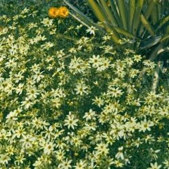 Deer & Rabbit Resistant Perennials Collection -Great Garden Plants coreopsis moonbeam 2 70b9c5b8 1bb7 4a2f 94d2 7466d930bfc3