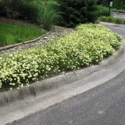 'Moonbeam' Tickseed -Great Garden Plants coreopsis moonbeam 3