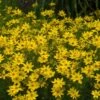 'Zagreb' Tickseed -Great Garden Plants coreopsis zagreb 6