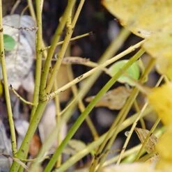 Arctic Fire® Yellow Red-Twig Dogwood 11 Arctic Fire® Yellow Red-Twig Dogwood -Great Garden Plants cornus arctic fire yellow 4 P ee90fd47 1fcf 4740 921c 469de2455d08 sw