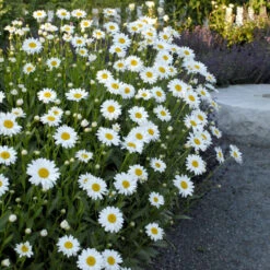 'Becky' Shasta Daisy -Great Garden Plants d02d8b4e2100bc769b260e631c90dbfc