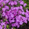 'Rose Sprite' Hybrid Spring Phlox -Great Garden Plants d478df6c95b9de88bc10f189199658c9