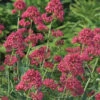 Red Valerian -Great Garden Plants d6a0c764e6d01f0f77489afd2cada352