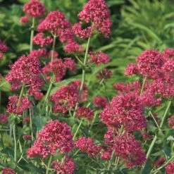Red Valerian