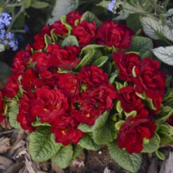 Belarina® Valentine Primrose 7 Belarina® Valentine Primrose -Great Garden Plants d7087485f6d965d86264a1e728a8115a