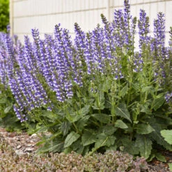 Color Spires® 'Azure Snow' Salvia -Great Garden Plants d72847b716a03f1ce7cd21980164359a