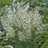 'Fairy Hair' Goatsbeard -Great Garden Plants d776efec15cd91b20b5e59727661071e