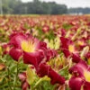Rainbow Rhythm® 'Blood Sweat And Tears' Daylily 1 Rainbow Rhythm® 'Blood Sweat And Tears' Daylily -Great Garden Plants dbaa8d02c7f9aef3111321f451eecef8