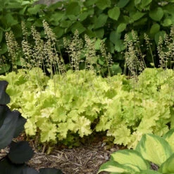 'Twist Of Lime' Coral Bells -Great Garden Plants ddc6f38a00a91ce949b62bf2fd3b18c3