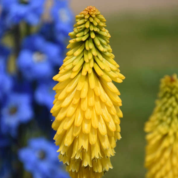 Pyromania™ 'Solar Flare' Red Hot Poker 5 Pyromania™ 'Solar Flare' Red Hot Poker - Image 3