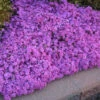 'Drummond's Pink' Creeping Phlox 1 'Drummond's Pink' Creeping Phlox -Great Garden Plants de32e876ac7572f2d82702d4d84e4aca