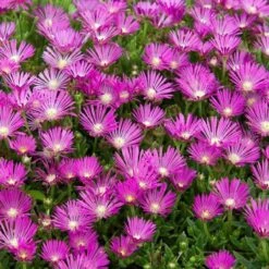 Pink Ice Plant