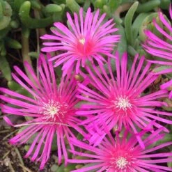 Pink Ice Plant -Great Garden Plants delosperma cooperi ice plant 3 sw