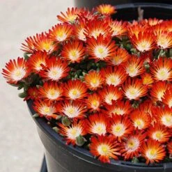 Hot Cakes® 'Pumpkin Perfection' Ice Plant 5 Hot Cakes® 'Pumpkin Perfection' Ice Plant -Great Garden Plants delosperma hot cakes pumpkin perfection 1 P sw