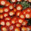 Hot Cakes® 'Pumpkin Perfection' Ice Plant -Great Garden Plants delosperma hot cakes pumpkin perfection 2 P sw
