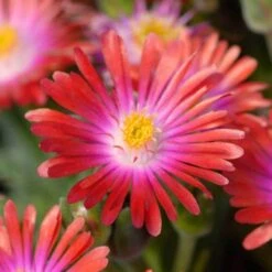 'Jewel Of Desert Garnet' Ice Plant -Great Garden Plants delosperma jewel of desert garnet ice plant 4 sw
