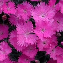 Deer & Rabbit Resistant Perennials Collection -Great Garden Plants dianthus firewitch 12