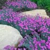 'Firewitch' Dianthus 1 'Firewitch' Dianthus -Great Garden Plants dianthus firewitch cheddar pinks 2 sw
