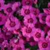 'Paint The Town Fancy' Dianthus -Great Garden Plants dianthus paint the town fancy