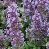 Whispurr™ Blue Catmint -Great Garden Plants dispthumb 045ab6c1 6b4c 4da4 954b b25be8eb5259