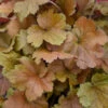 Dolce® 'Toffee Tart' Coral Bells -Great Garden Plants dolce toffee tart coral bells 3