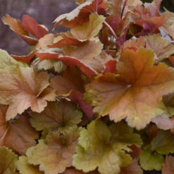 Dolce® 'Toffee Tart' Coral Bells -Great Garden Plants dolce toffee tart coral bells 4