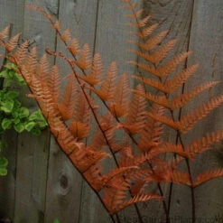 'Brilliance' Autumn Fern -Great Garden Plants dryopteris brilliance autumn fern 3
