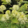 Dwarf Fothergilla -Great Garden Plants dwarf fothergilla 1