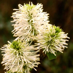 Dwarf Fothergilla 7 Dwarf Fothergilla -Great Garden Plants dwarf fothergilla 3