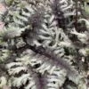 'Crested Surf' Japanese Painted Fern 1 'Crested Surf' Japanese Painted Fern -Great Garden Plants e452bce2c71e2bbb632f0cb609df2b9d