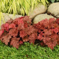 Primo® 'Peachberry Ice' Coral Bells 10 Primo® 'Peachberry Ice' Coral Bells -Great Garden Plants e9fd68841bf7a4e057ea29358fd1d5fc