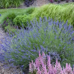 Phenomenal® Lavender 12 Phenomenal® Lavender -Great Garden Plants ea80d145310cf341f233116bf762121f