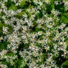 'Eastern Star' White Wood Aster
