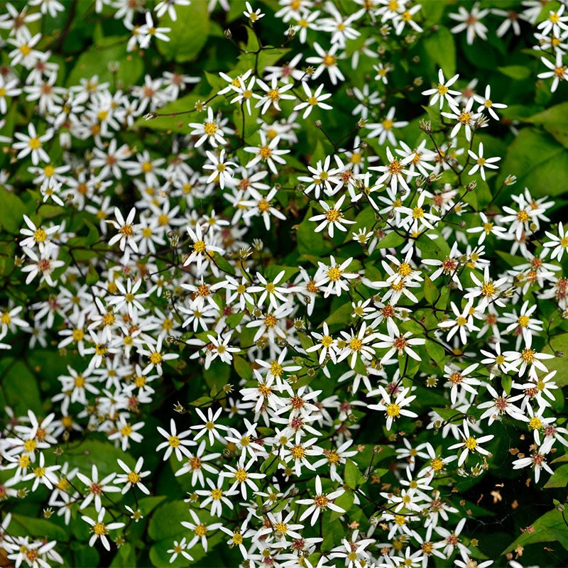 'Eastern Star' White Wood Aster 3 'Eastern Star' White Wood Aster