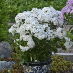 'Opening Act White' Hybrid Phlox -Great Garden Plants eb7dda363acadcc2cb0a33fde088f008