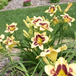 Rainbow Rhythm® 'Star Of The North' Daylily 8 Rainbow Rhythm® 'Star Of The North' Daylily -Great Garden Plants ec8957e4b42f31aab9743d504f4f2998