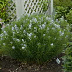 Threadleaf Bluestar 11 Threadleaf Bluestar -Great Garden Plants ec93650c1d02f318eba14bdd3381f49a