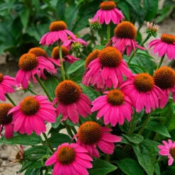 Butterfly Garden Collection 12 Butterfly Garden Collection -Great Garden Plants echinacea pow wow wild berry 1 1f8d5481 f719 4b96 8a95 2f4d0993265d