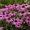 'Purple Emperor' Coneflower -Great Garden Plants echinacea purple emperor 1