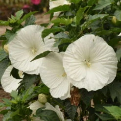 'Marshmallow Moon' Perennial Hibiscus 7 'Marshmallow Moon' Perennial Hibiscus -Great Garden Plants ed8299824e1295ff82956d59535837a6