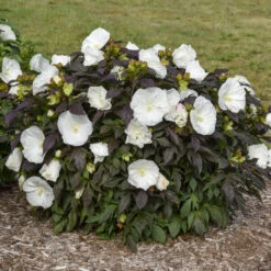 Summerific® 'Cookies And Cream' Perennial Hibiscus -Great Garden Plants ef1859efc0a5ef319c1b78b5577cfee5