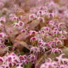 'Pretty In Pink' Barrenwort -Great Garden Plants epimedium barrenwort prettyinpink 1