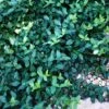 Wintercreeper -Great Garden Plants euonymus colorata wintercreeper 1 sw