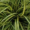 EverColor® 'Everoro' Sedge -Great Garden Plants ever color everoro sedge carex
